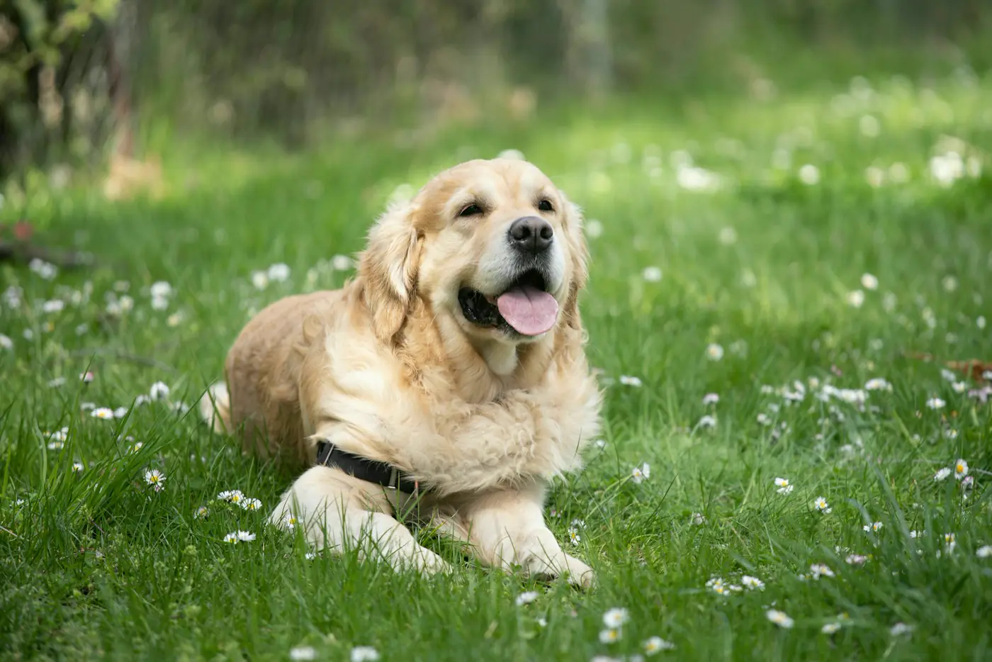 Cachorro deitado na grama