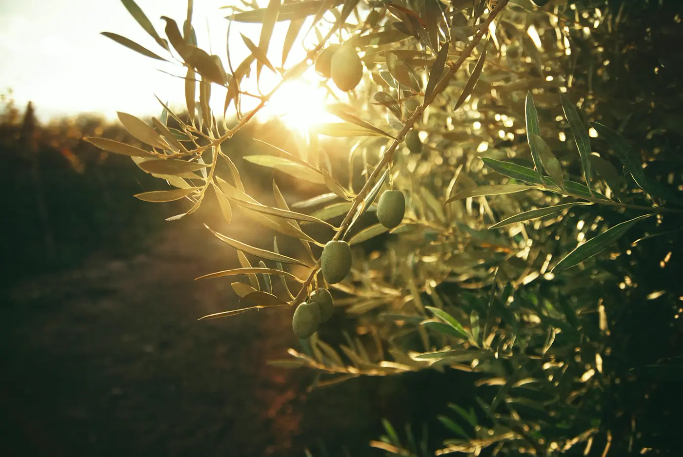 Oliveira iluminada pelo sol da tarde