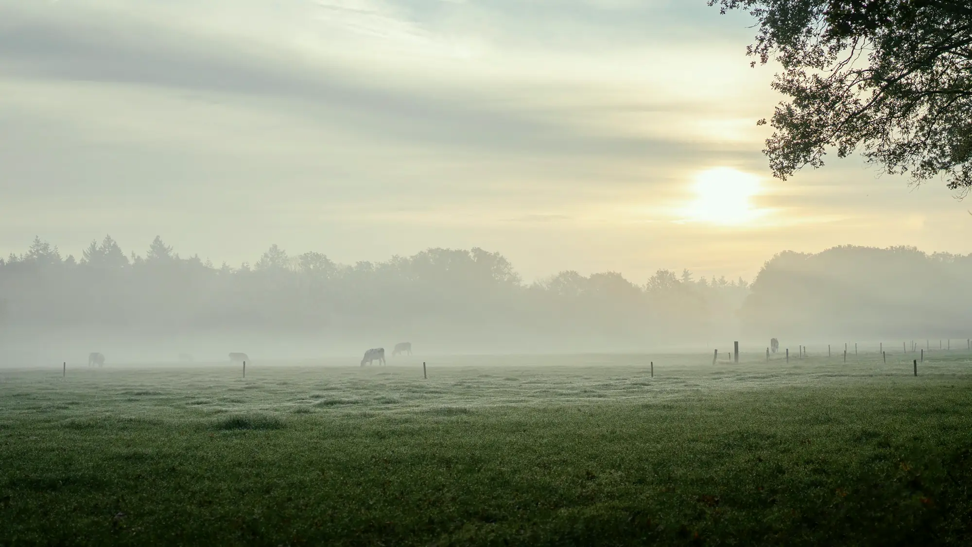 Campo sereno ao amanhecer, com névoa