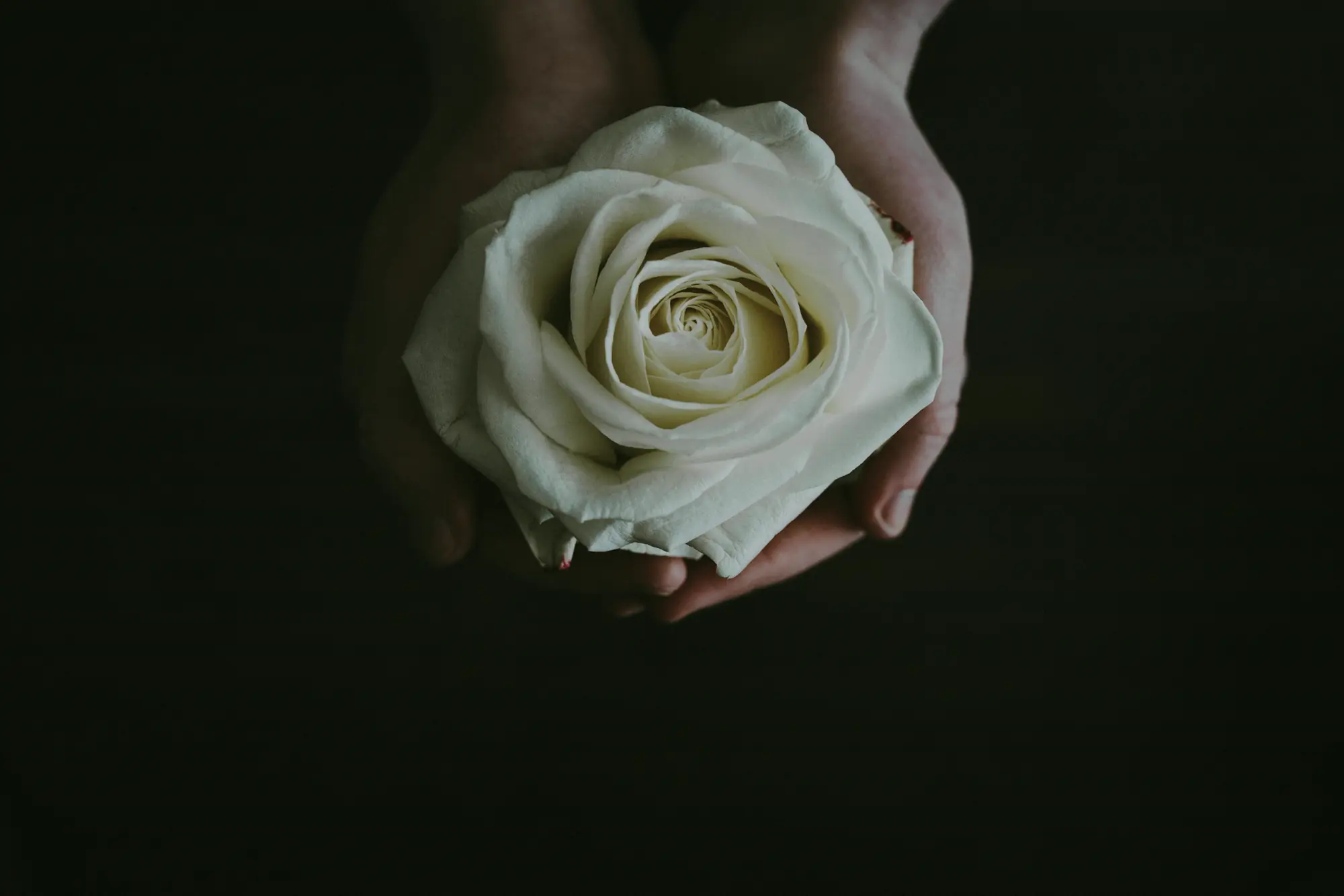Mãos segurando uma rosa branca