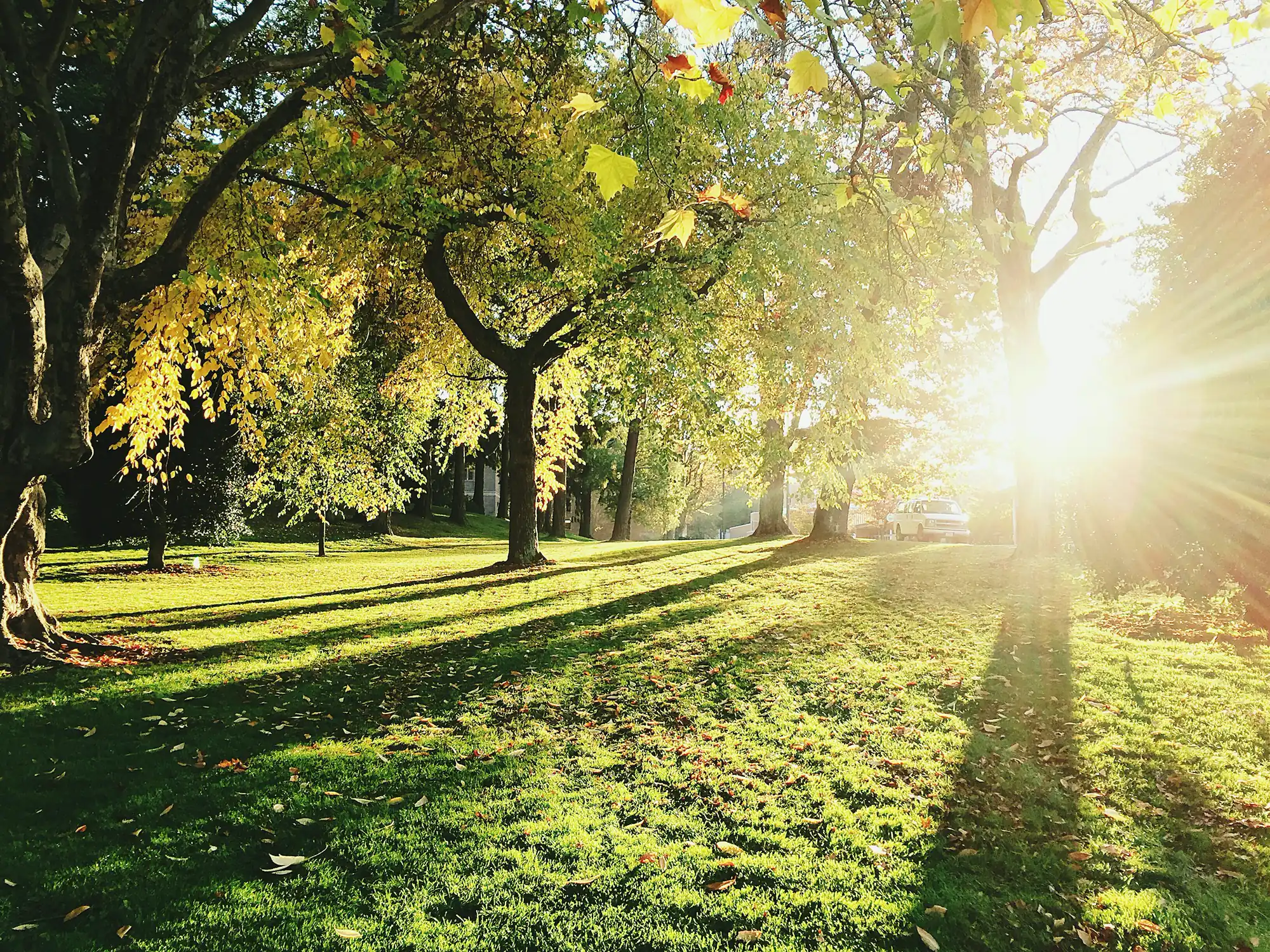 Sol da manhã entre as árvores de um parque